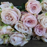 Blush Jewel Roses Ramifiees d'Equateur Ethiflora